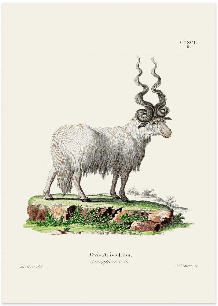 Ovis Aries By Johann Andreas Wagener and Johann Christian Daniel Von Schreber.