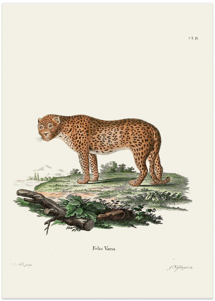 Panther By Johann Christian Daniel Von Schreber.