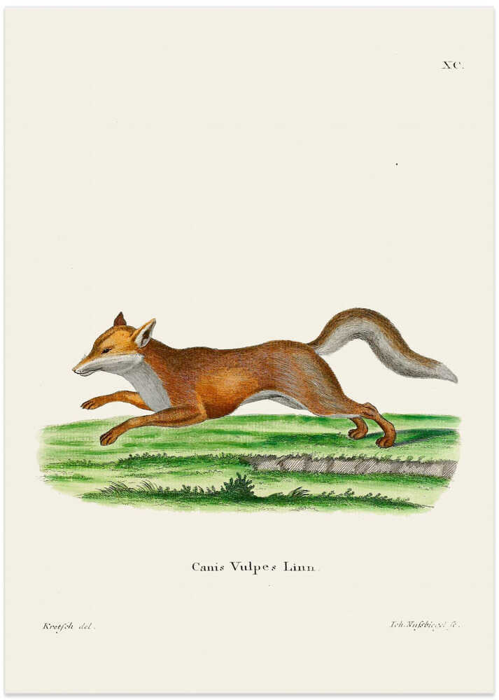 Red Fox By Johann Christian Daniel Von Schreber.