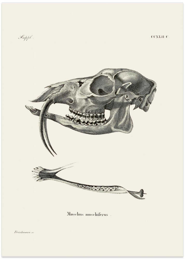 Siberian Musk Deer By Johann Andreas Wagener and Johann Christian Daniel Von Schreber.