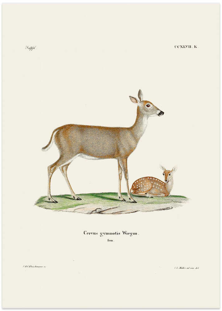 Virginian Deer (1778 1855) By Johann Andreas Wagener and Johann Christian Daniel Von Schreber.