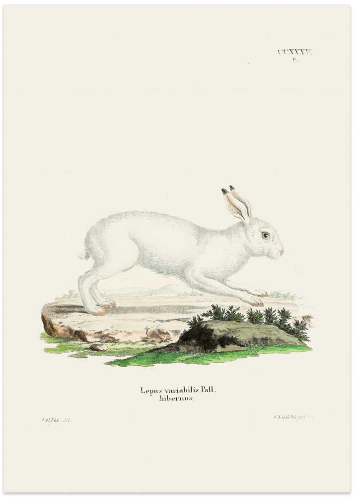 White Hare By Johann Christian Daniel Von Schreber
