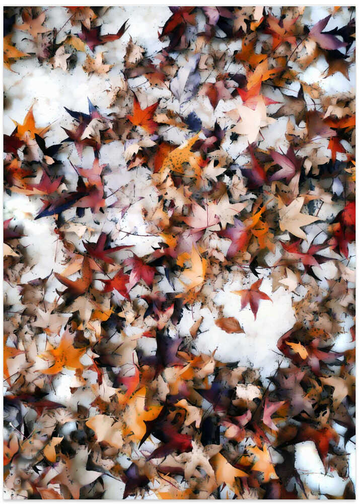 Leaves On Snow
