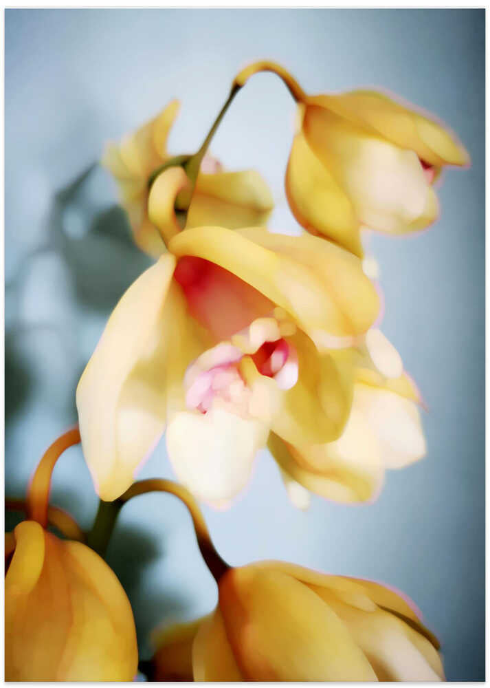 Orchids (14)