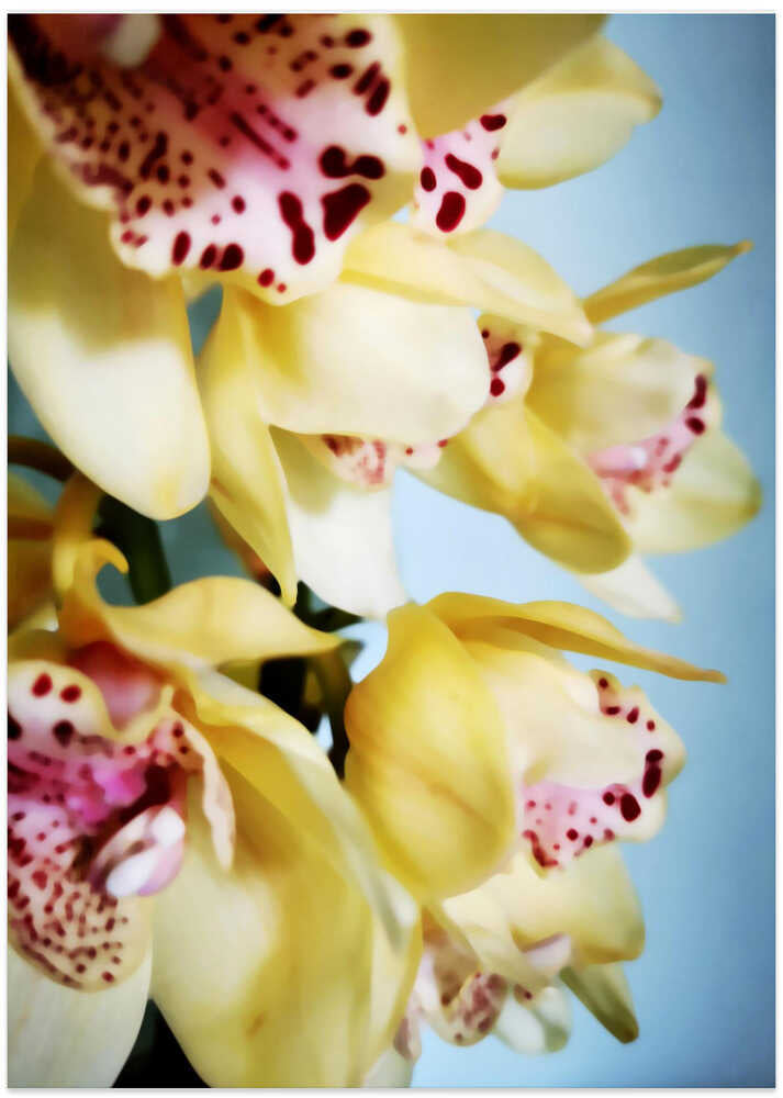 Orchids (9)