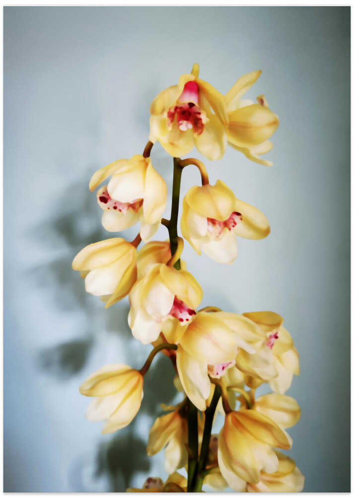 Orchids (1)