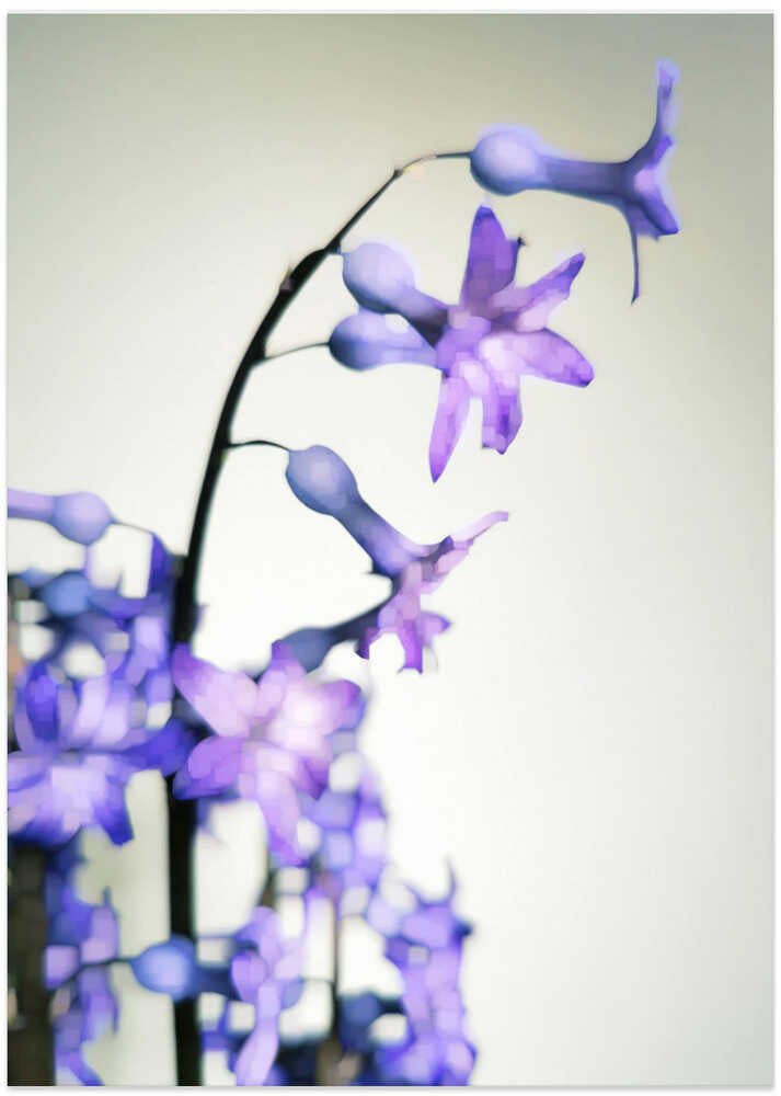 Hyacinth (1)