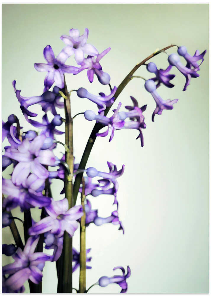 Hyacinth (5)