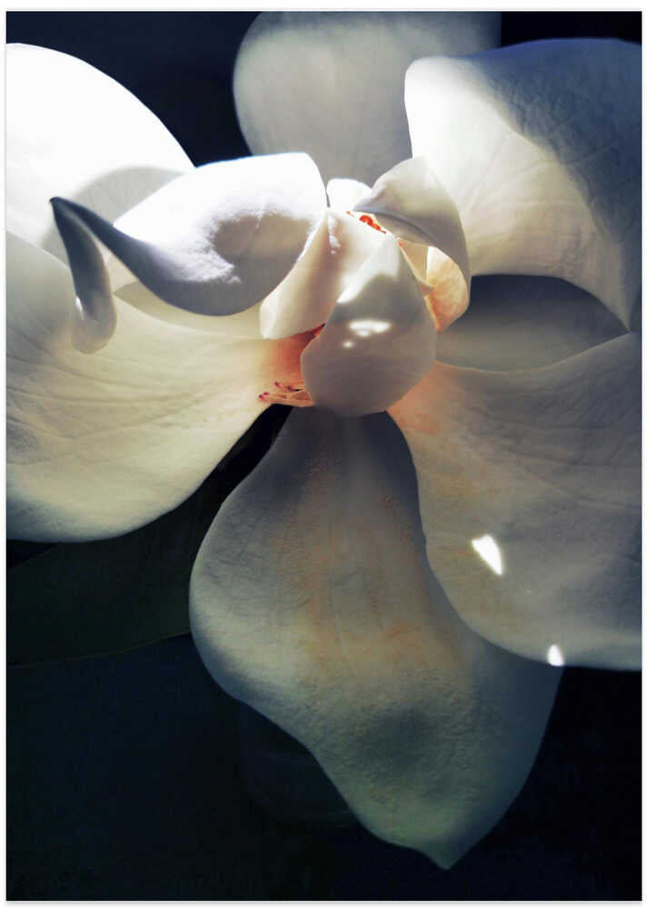 Magnolia (10)