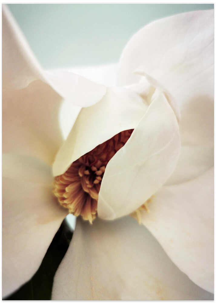 Magnolia (9)