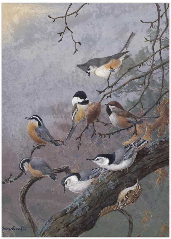 Bird Mix By Allan Brooks