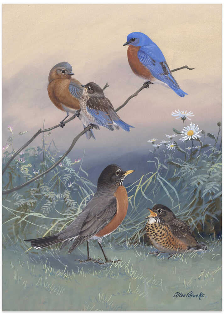 Bluebird, Robin By Allan Brooks