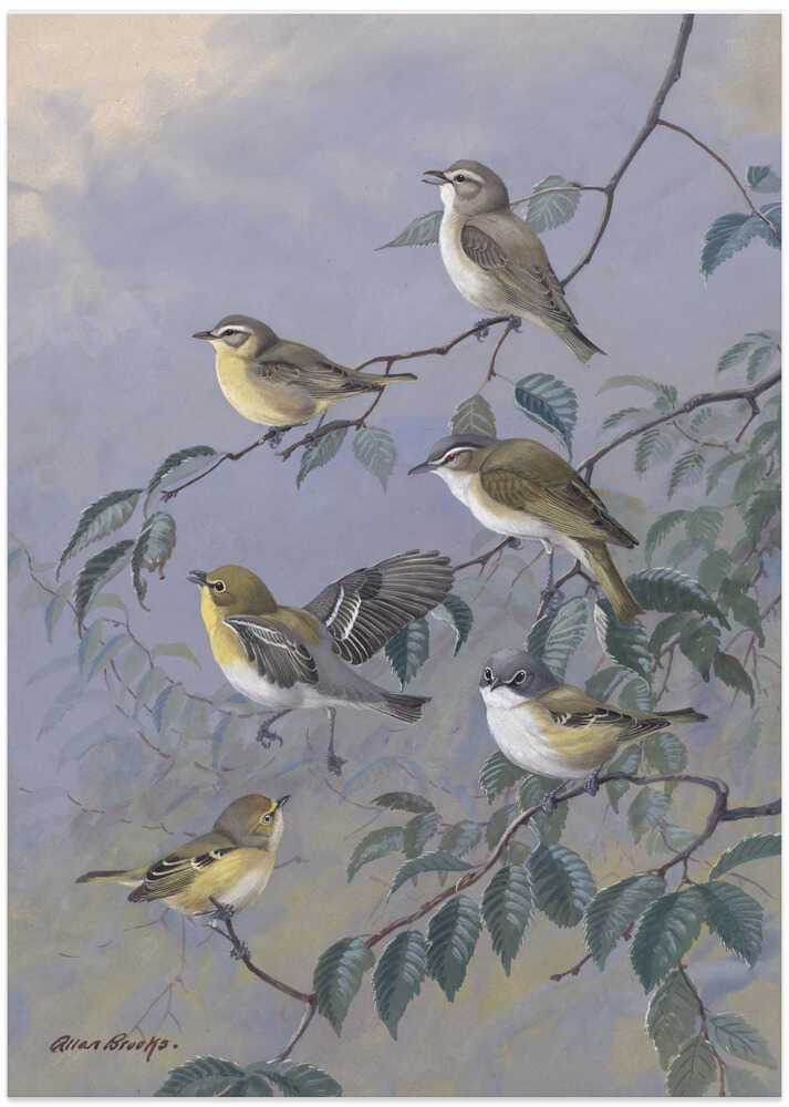 Vireos By Allan Brooks