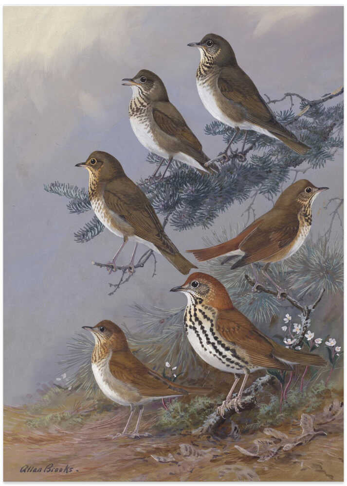 Thrush By Allan Brooks