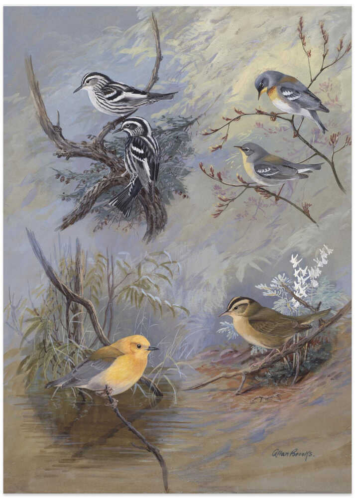 Warblers 002 By Allan Brooks
