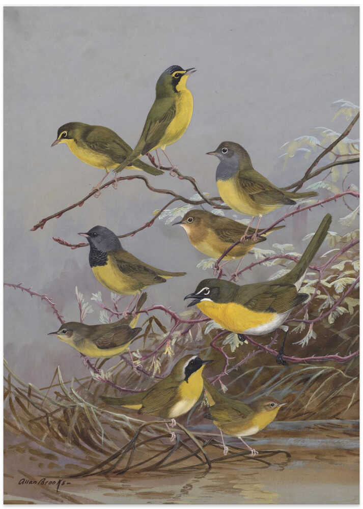 Warblers 003by Allan Brooks