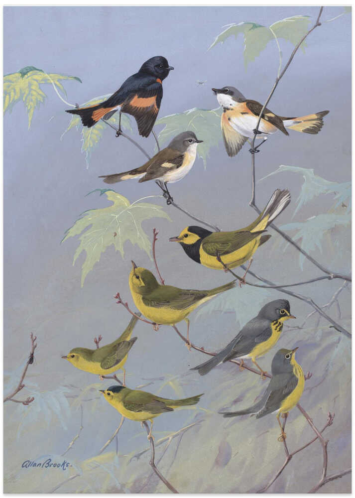 Warblers By Allan Brooks