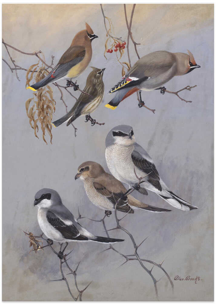 Waxwings By Allan Brooks