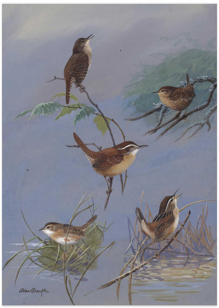 Wren By Allan Brooks