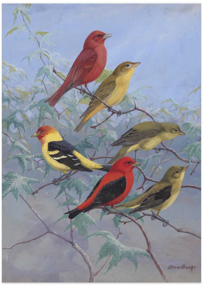 Tanagers By Allan Brooks