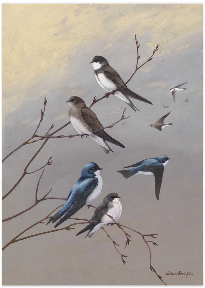 Swallow By Allan Brooks