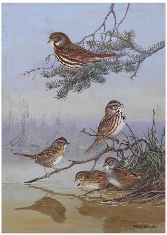 Sparrow By Allan Brooks