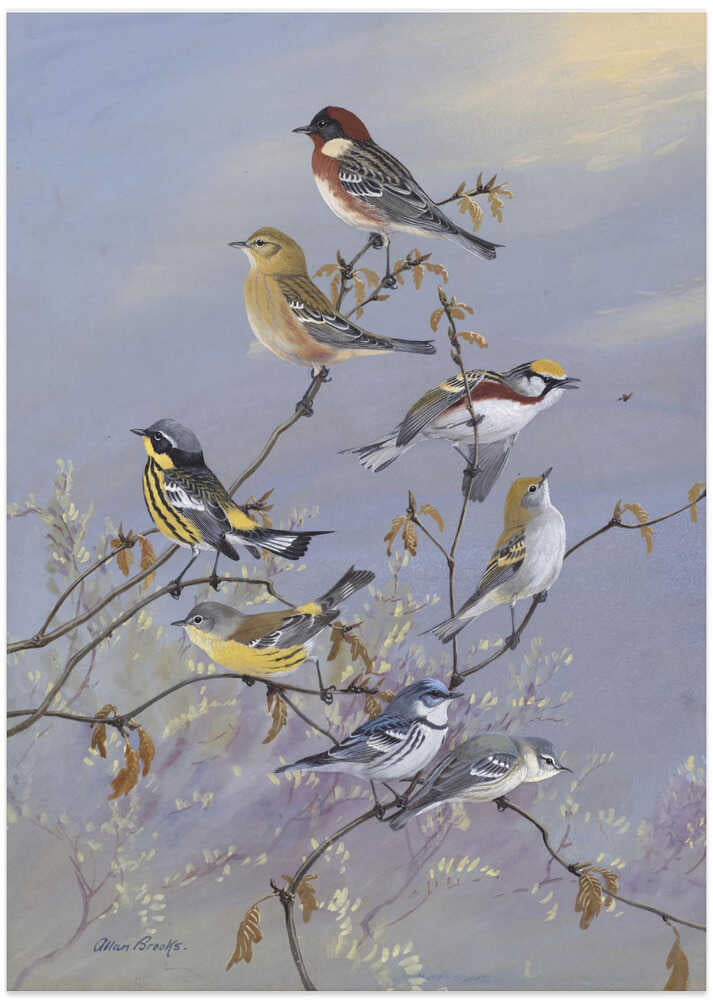 Warblers 001 By Allan Brooks