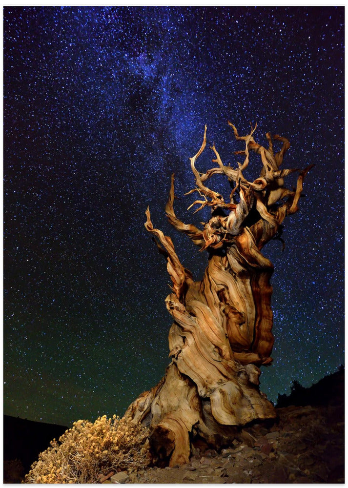 Bristlecone Pine