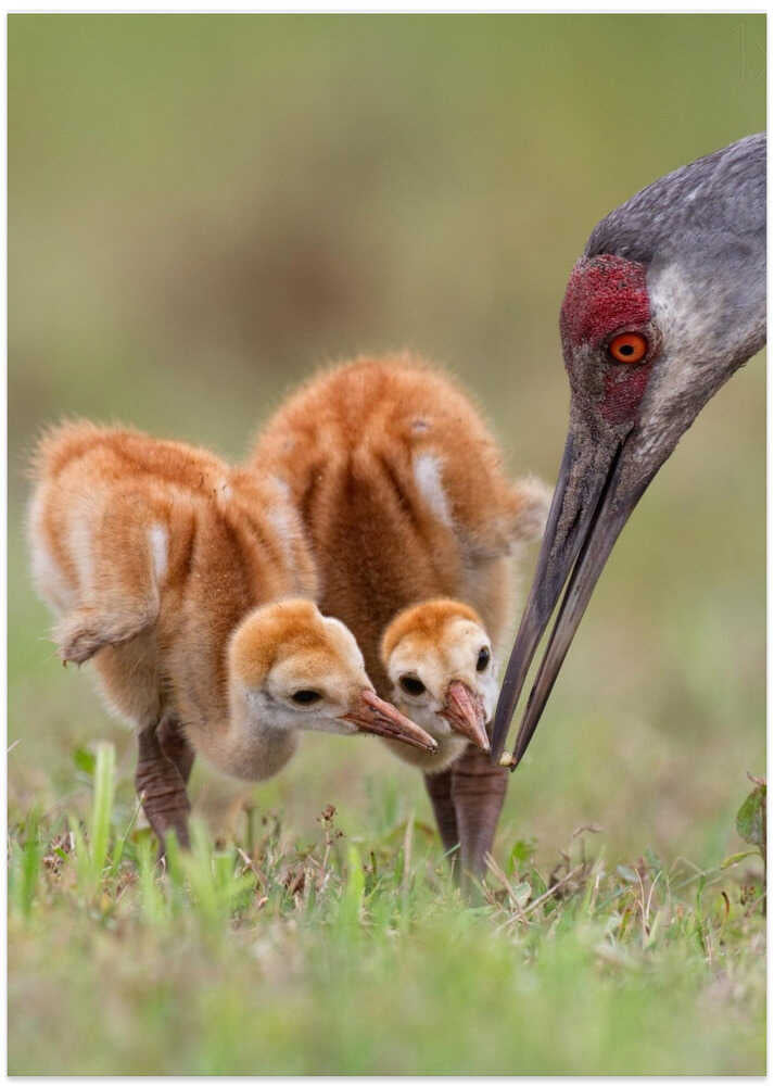 Sandhill Crane with Chicks