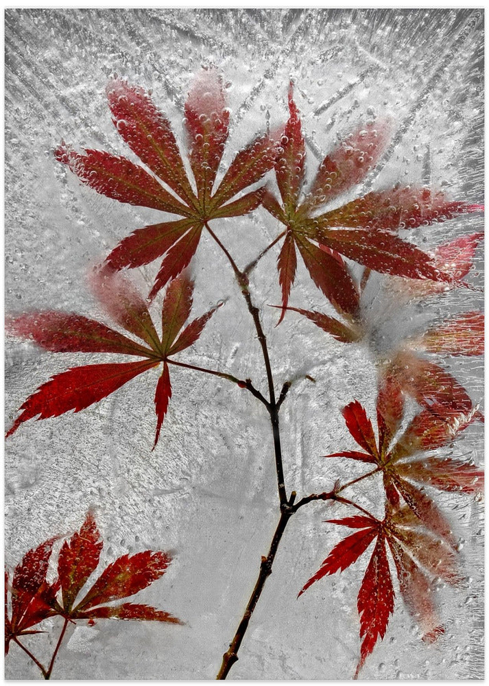 red maple