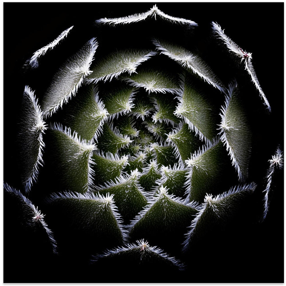 Sempervivum Rosette