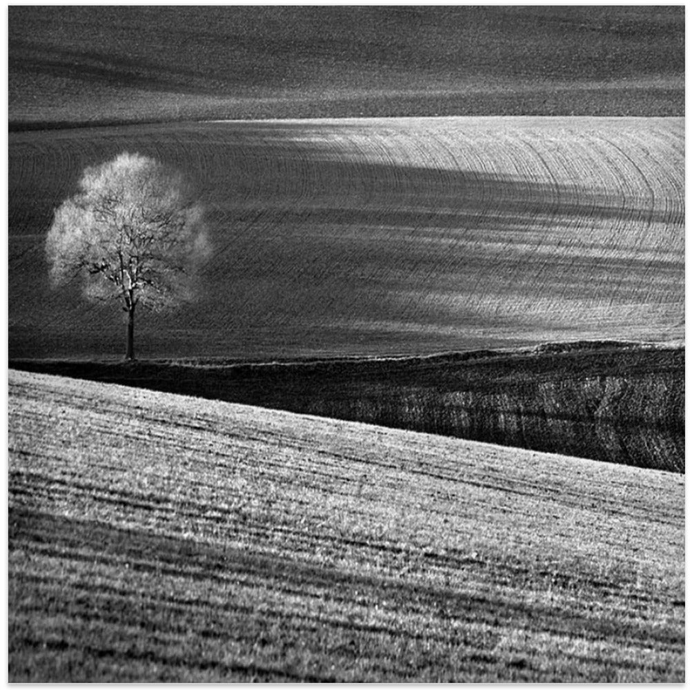 Fields and Tree