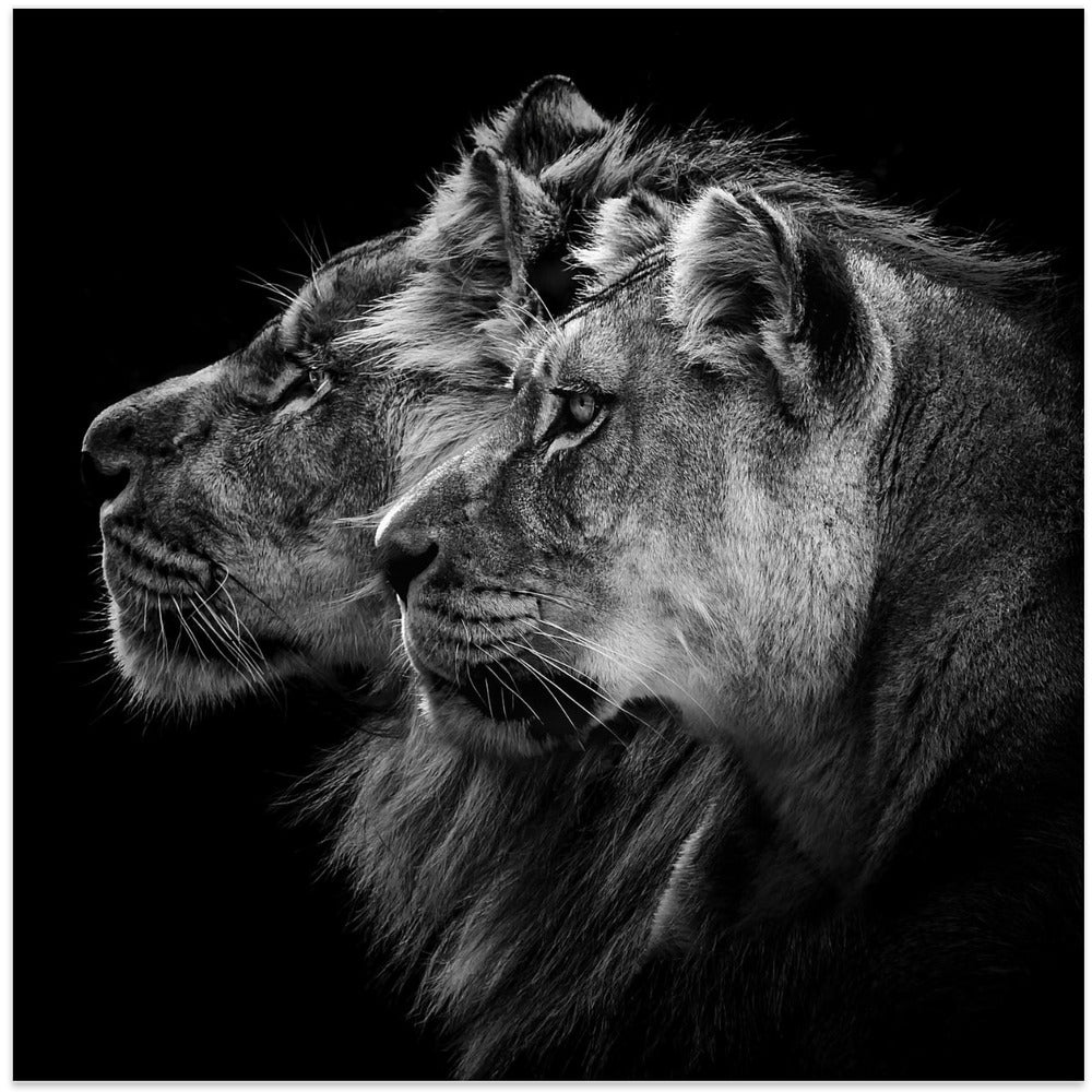 Lion and lioness portrait