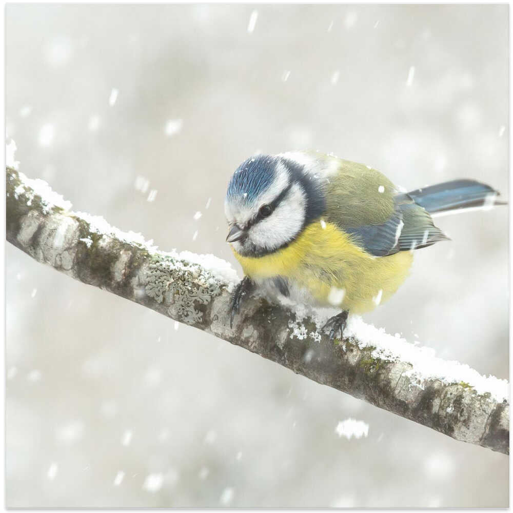 blue tit in a snowstorm