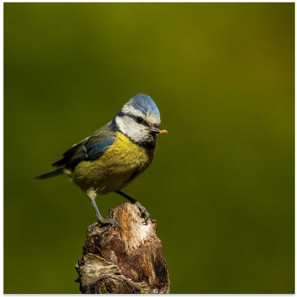 a very busy blue tit