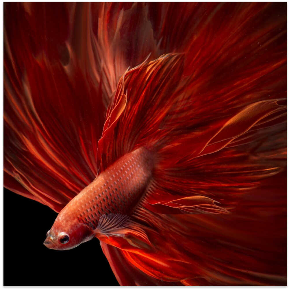 Red Fire Bettafish