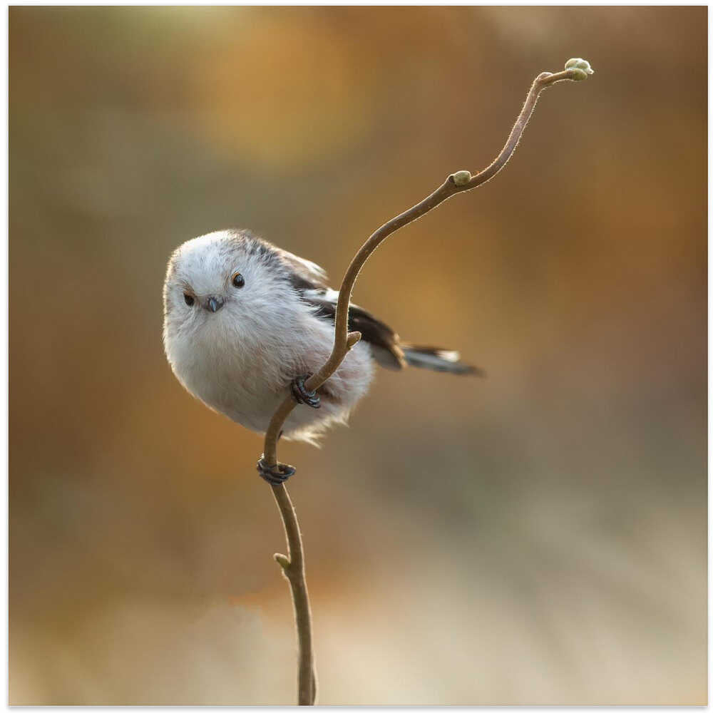 a rare bird in our garden
