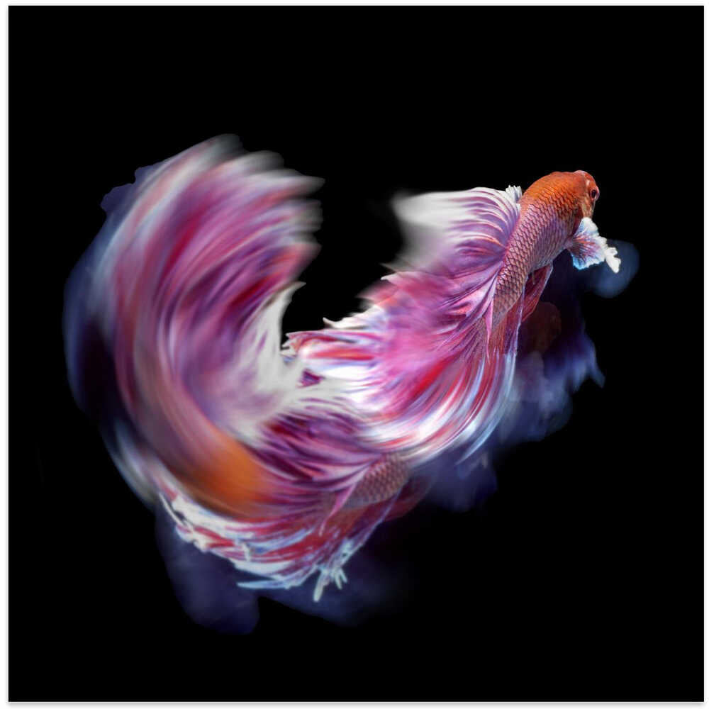 Bettafish Dance Motion