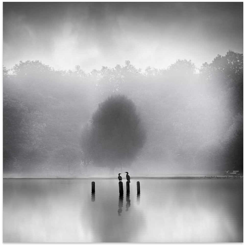 Cormorants in the mist