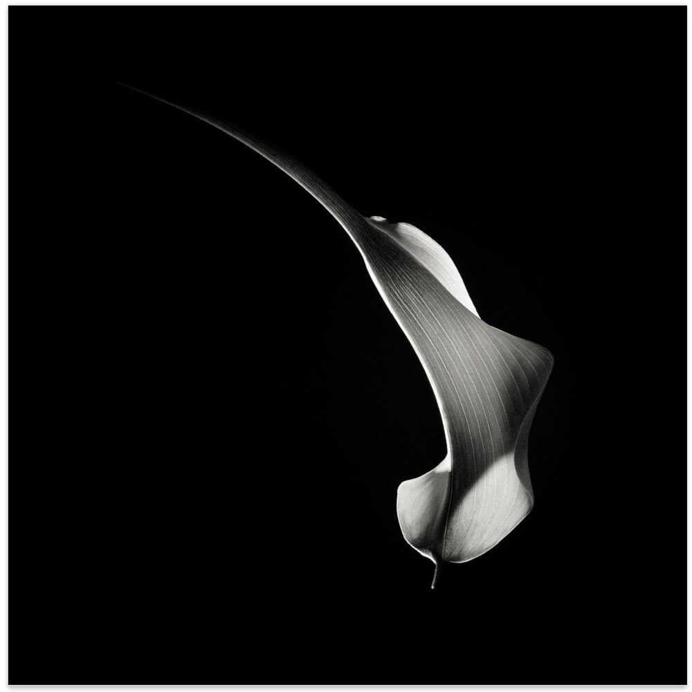 Hummingbird Abstraction (Calla Lily #3)