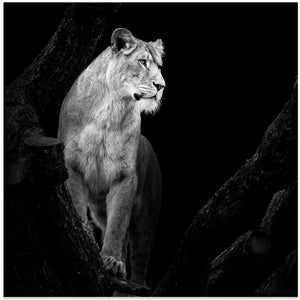 Art Prints of Lioness