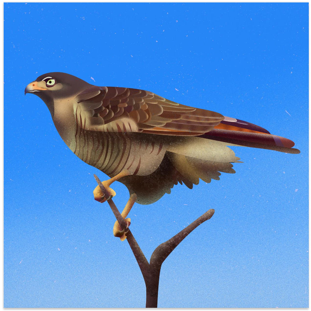 Canvas Art Print Hawk