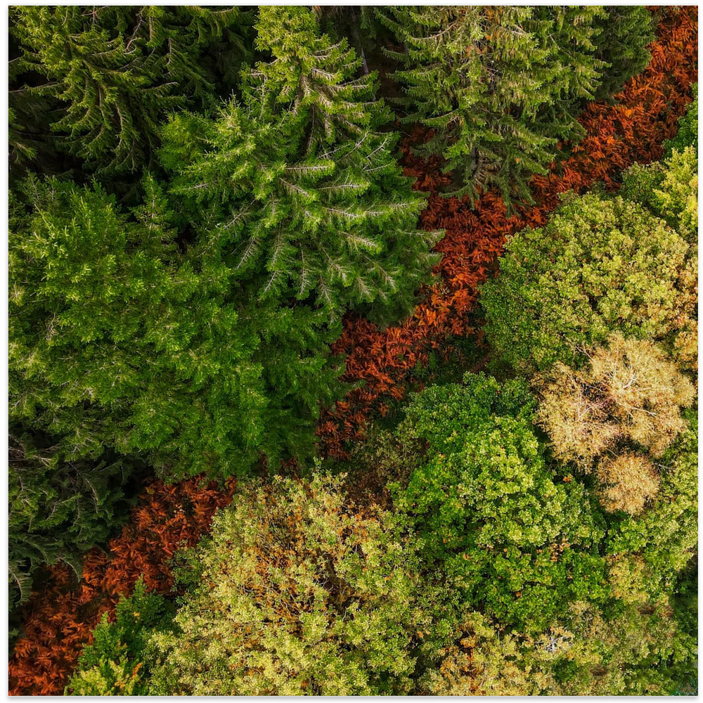 La route de la forêt