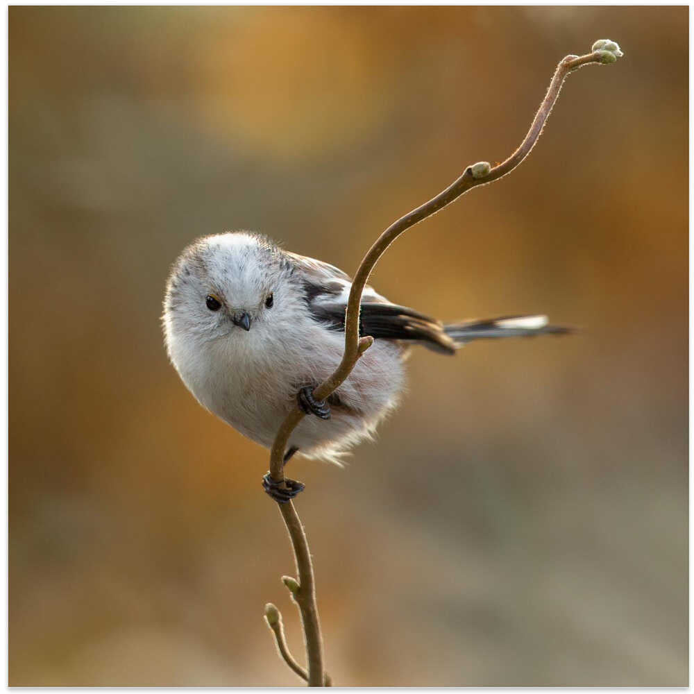 long - tailed tit.