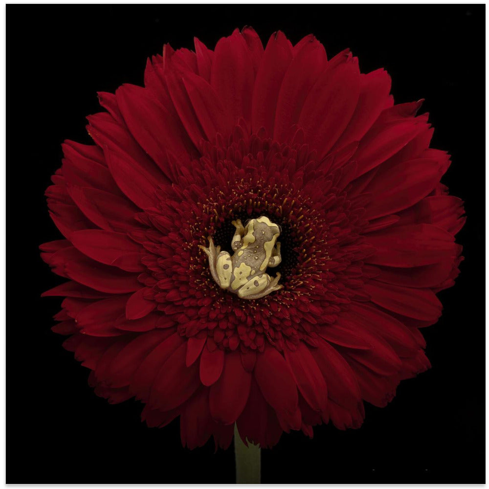 Center of Attention with the Hourgass Tree Frog