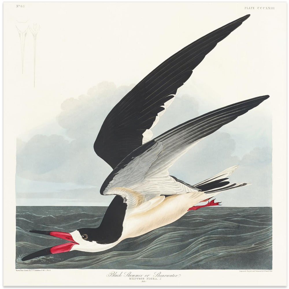 Black Skimmer From Birds of America (1827)