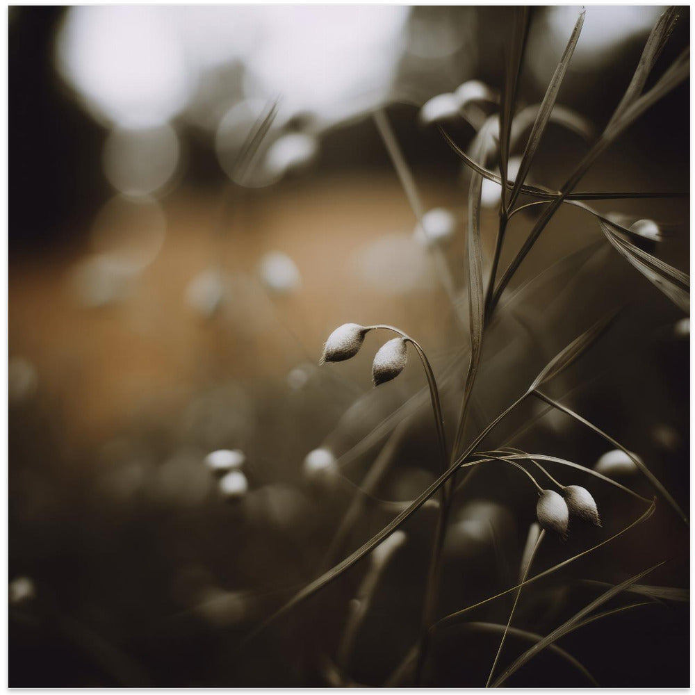 Dreamy Grasses