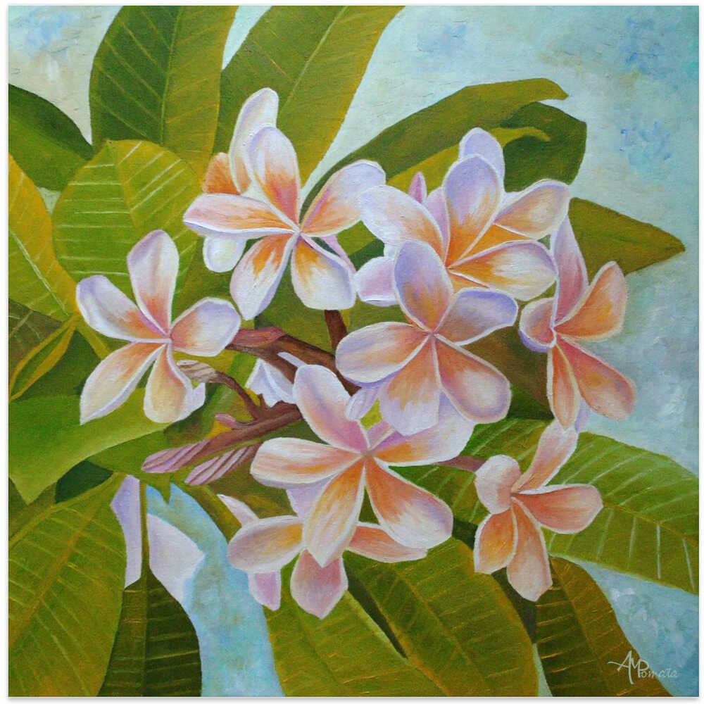 Plumeria