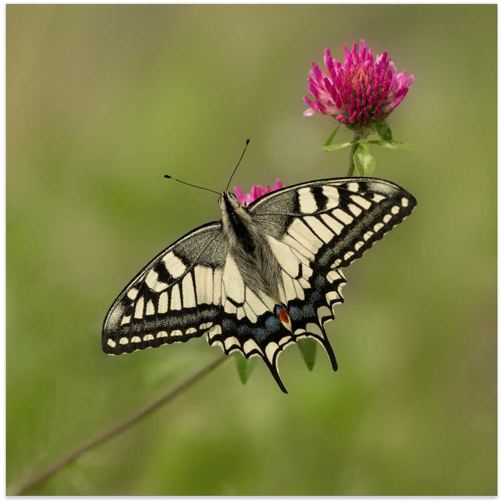 Beautiful butterfly.