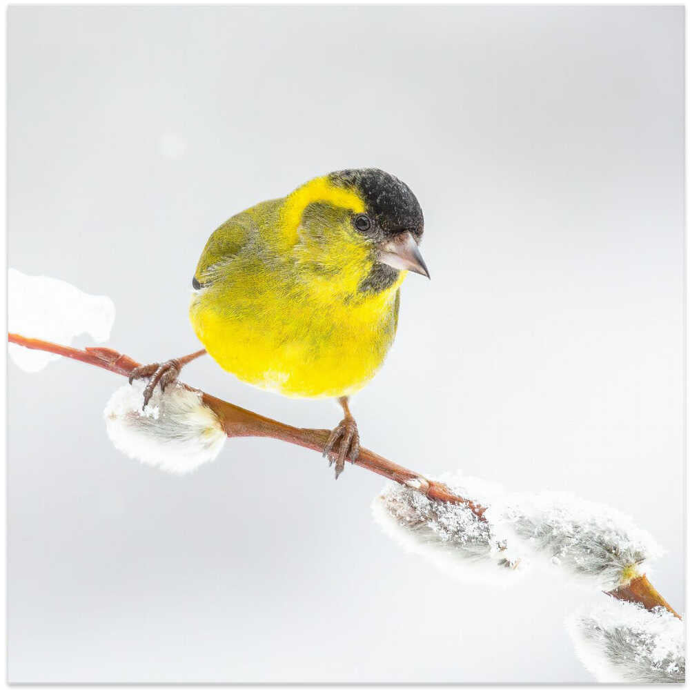 Little yellow bird in a white world.